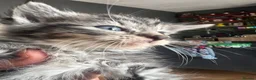 Siberian cats for sale: Fluffy Siberian kittens looking for cuddles - Advert 8