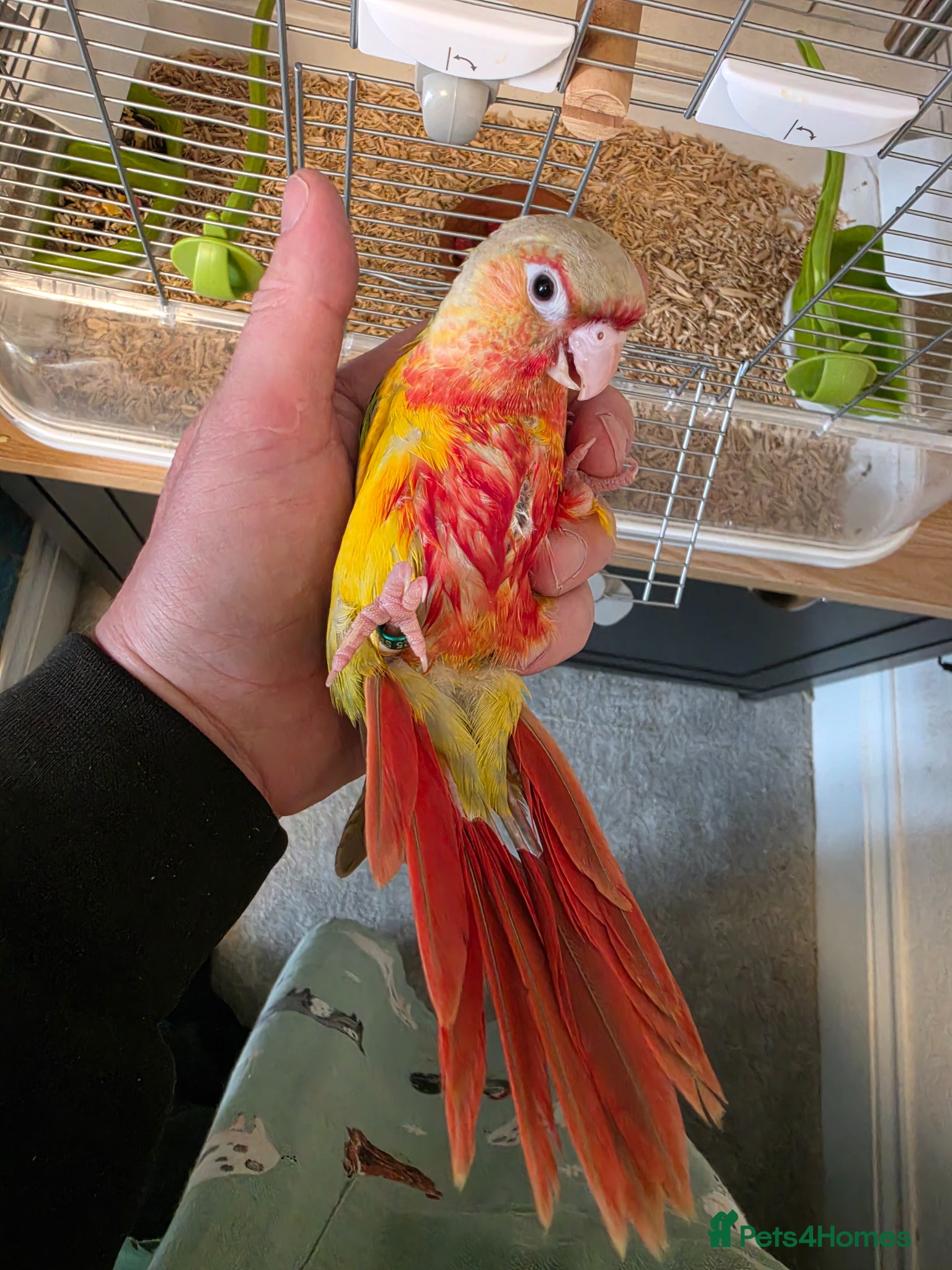 Conures birds Hand-reared TAME RED Conure! 325 ono - Advert 17