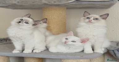 Ragdoll cats - Advert 1