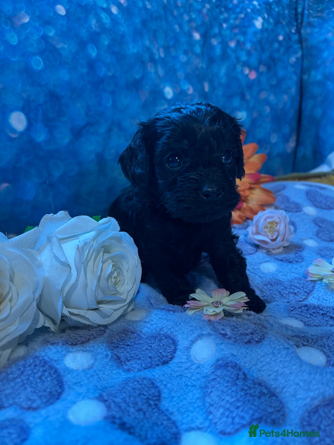 Cavapoo dogs for sale: F1 Cavapoo puppies 🐶  - Advert 9