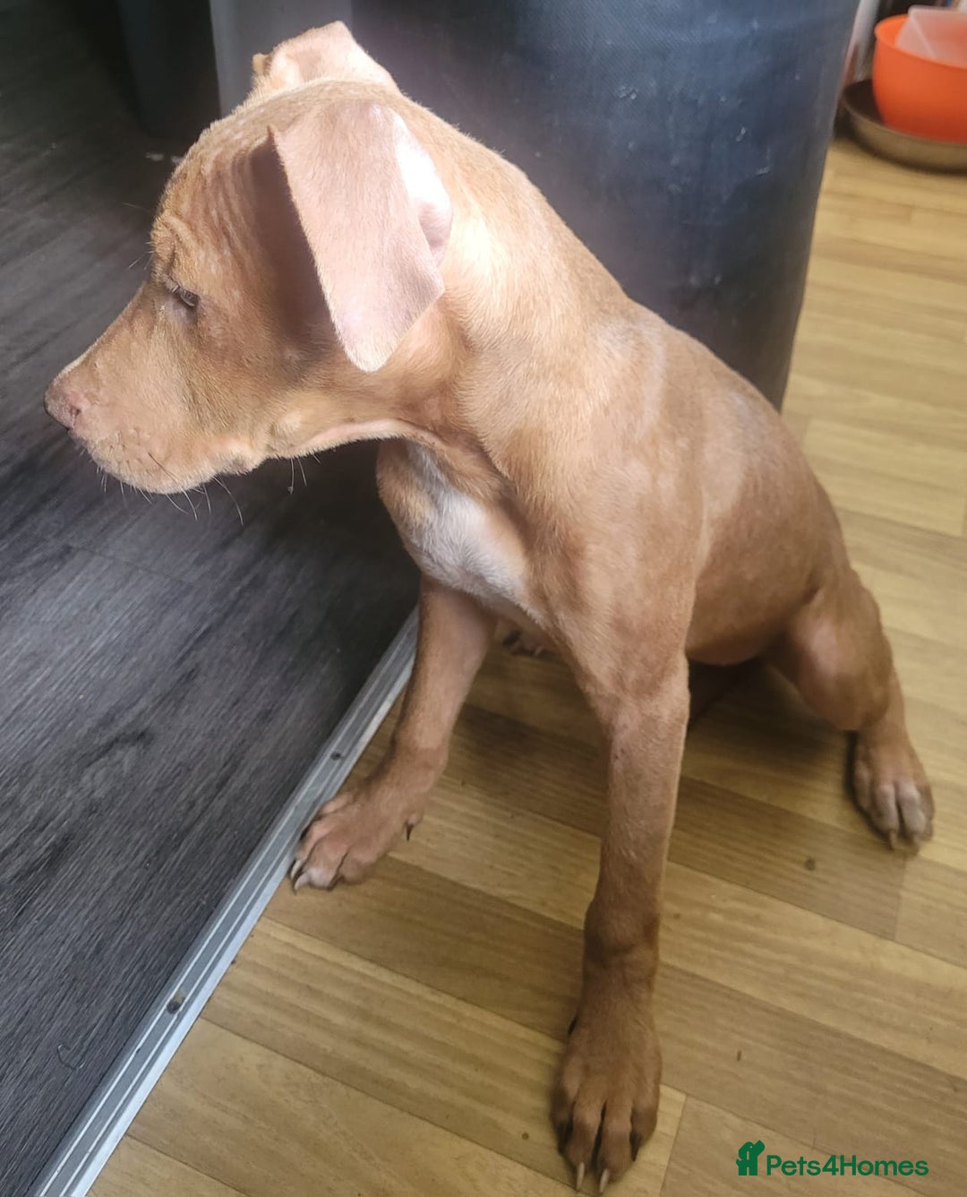 Mixed Breed dogs for sale: Adorable, loving 20 weeks young puppy's  - Image 6