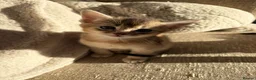 Abyssinian cats for sale: *2 girls left* GCCF - Silver Abyssinian kittens - Advert 10