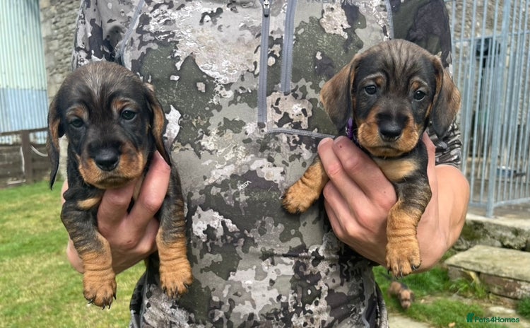 Dachshund dogs - Advert 7