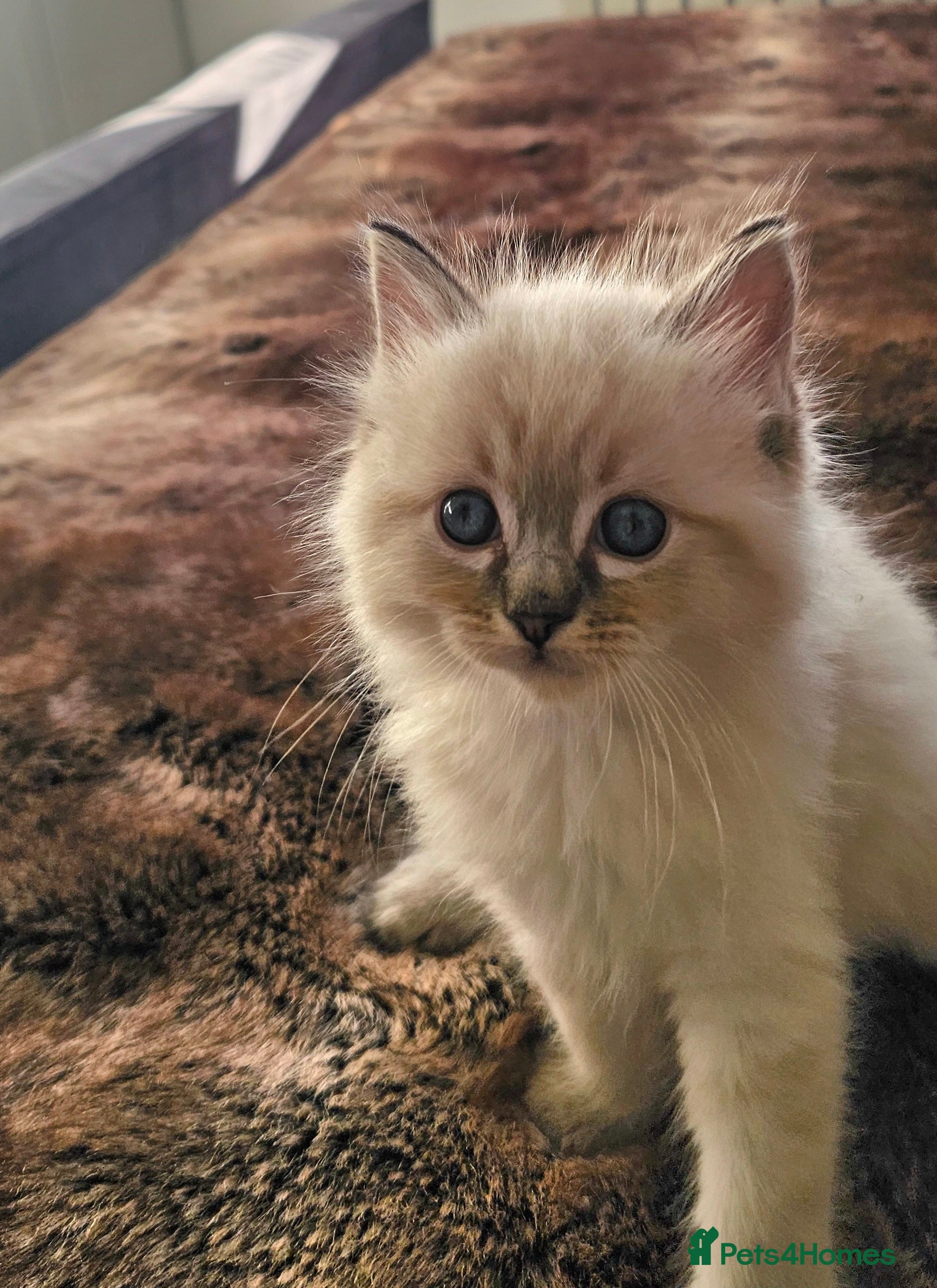 Ragdoll cats Stunning ragdoll kittens  - Advert 3