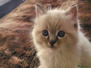 Ragdoll cats Stunning ragdoll kittens - Advert 1