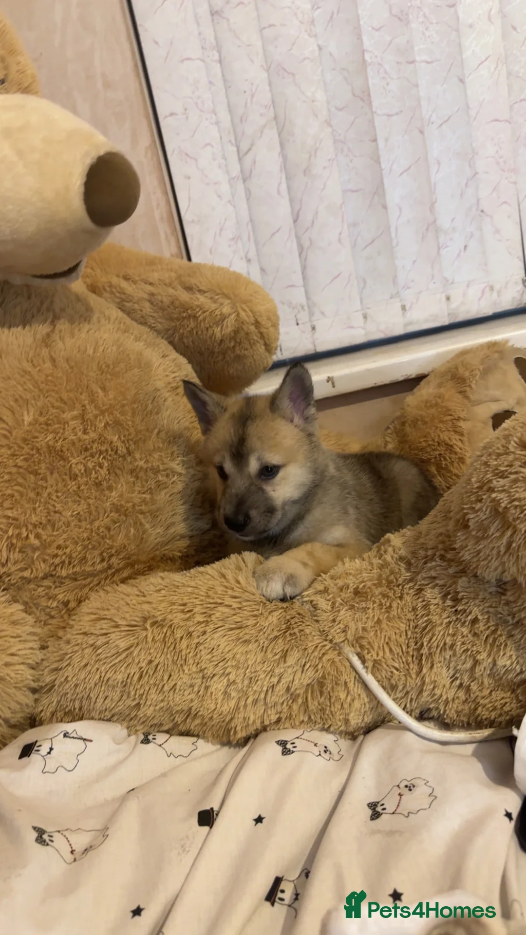 Siberian Husky dogs for sale: Siberian husky  - Advert 18