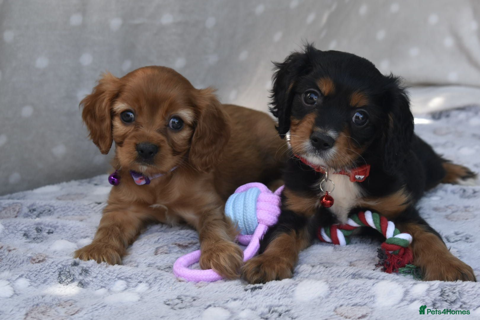 Cavalier King Charles Spaniel dogs Health Tested Parents-beautiful puppies - Advert 17