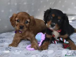 Cavalier King Charles Spaniel dogs Health Tested Parents-beautiful puppies - Advert 17