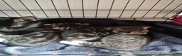 Mixed Breed cats for sale: Beautiful  boy ,mixed breed- Bengal father  - Advert 15