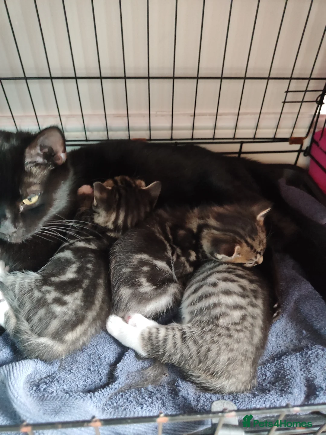 Mixed Breed cats for sale: Beautiful  boy ,mixed breed- Bengal father  - Advert 15