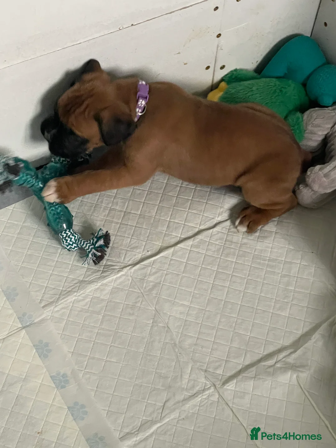 Boxer dogs for sale:  Stunning KC reg bobtailed boxers *1 girl left* - Advert 27
