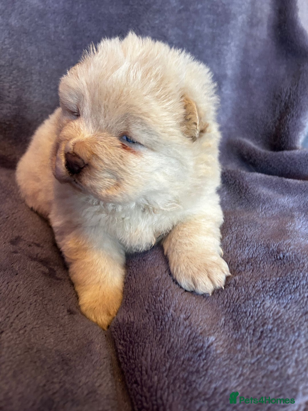 Chow Chow dogs for sale: Stunning chow chow puppies  - Advert 21