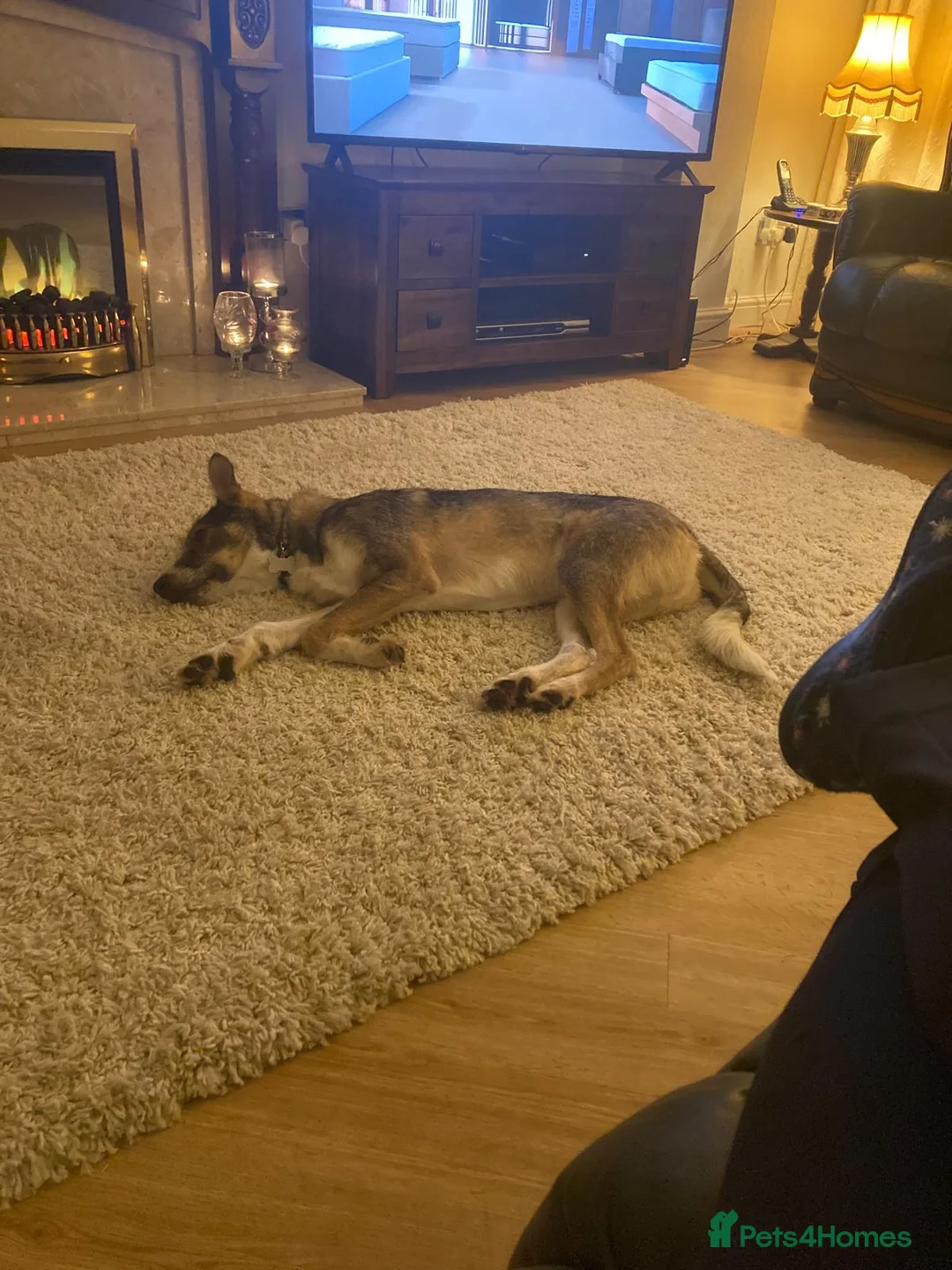 Mixed Breed dogs for adoption: 🐾💛Meet DIGBY - an Affectionate Big Softie! 💛🐾 - Advert 20