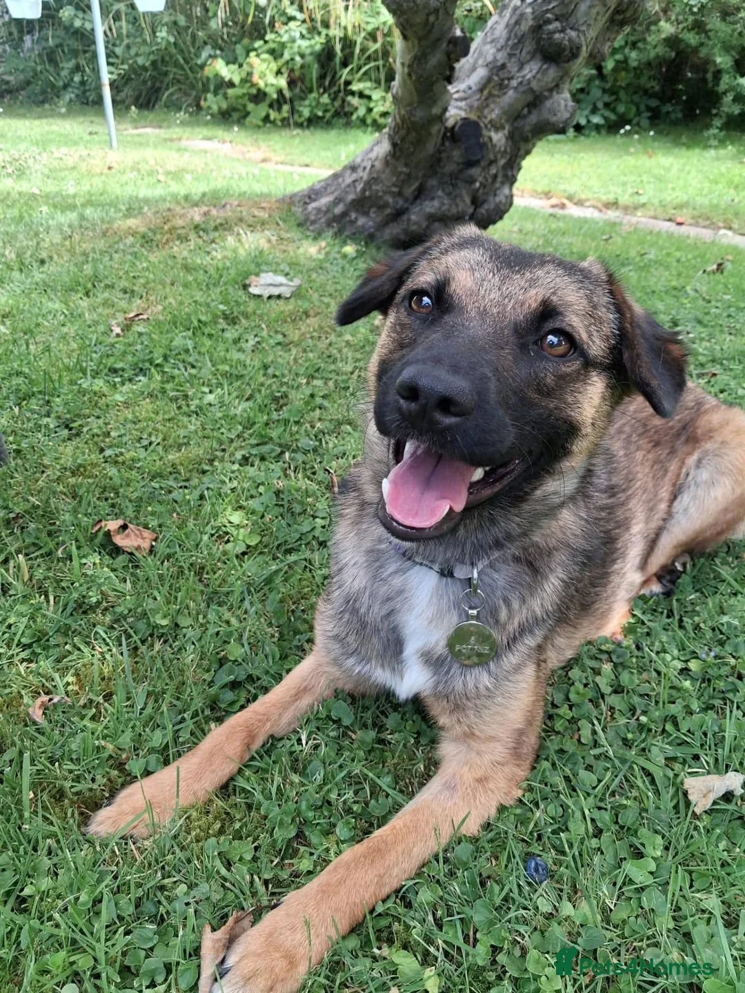 Mixed Breed dogs for adoption: Meet Katja, currently residing in Hampshire  in Waterlooville - Advert 9