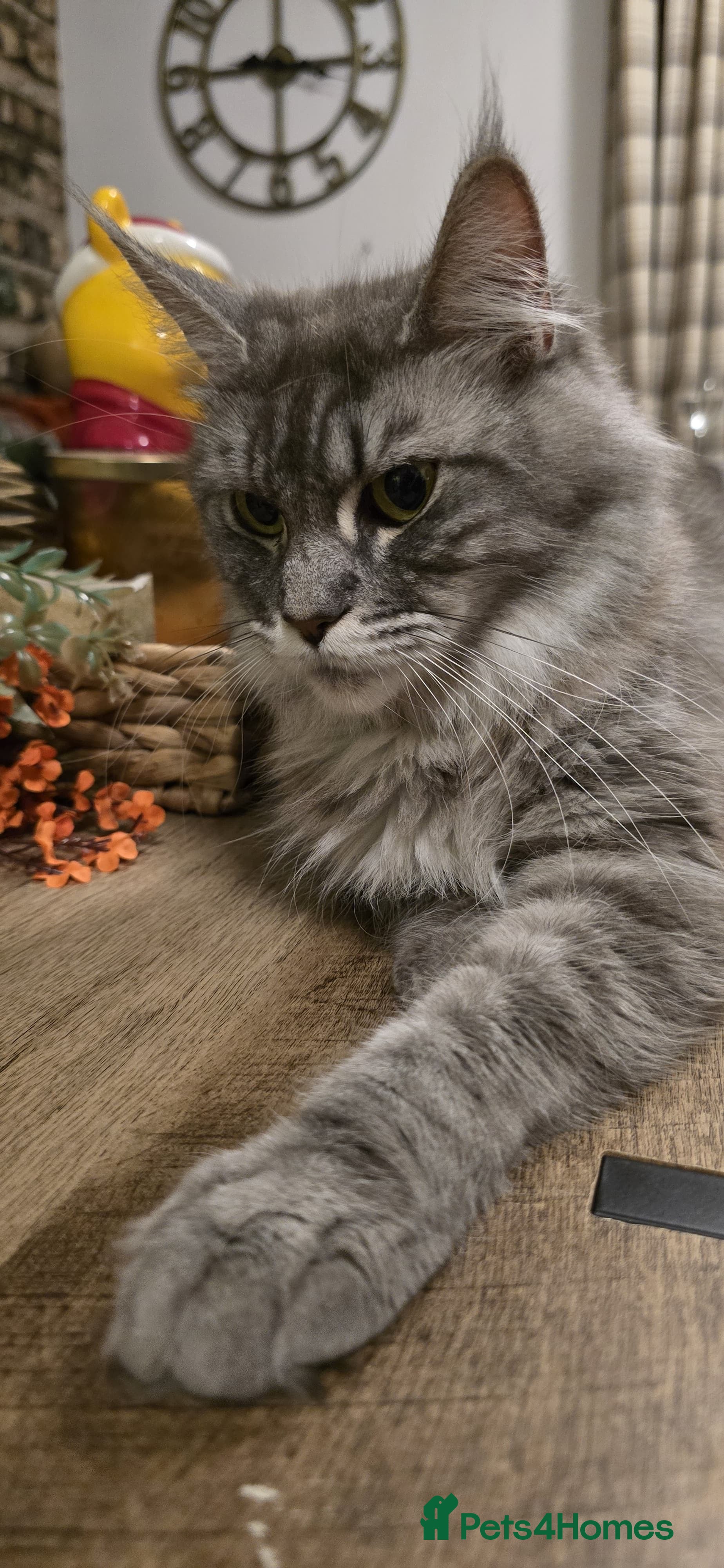 Maine Coon cats One female main coin baby - Advert 2