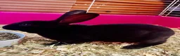 Mixed Breed rabbits for sale: Rabbits for homes  - Advert 5