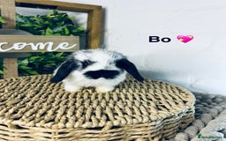 Mini Lop rabbits for sale: Mini lop babies  - Image 2