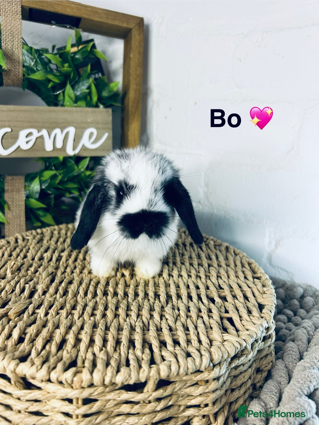 Mini Lop rabbits for sale: Mini lop babies  - Image 2