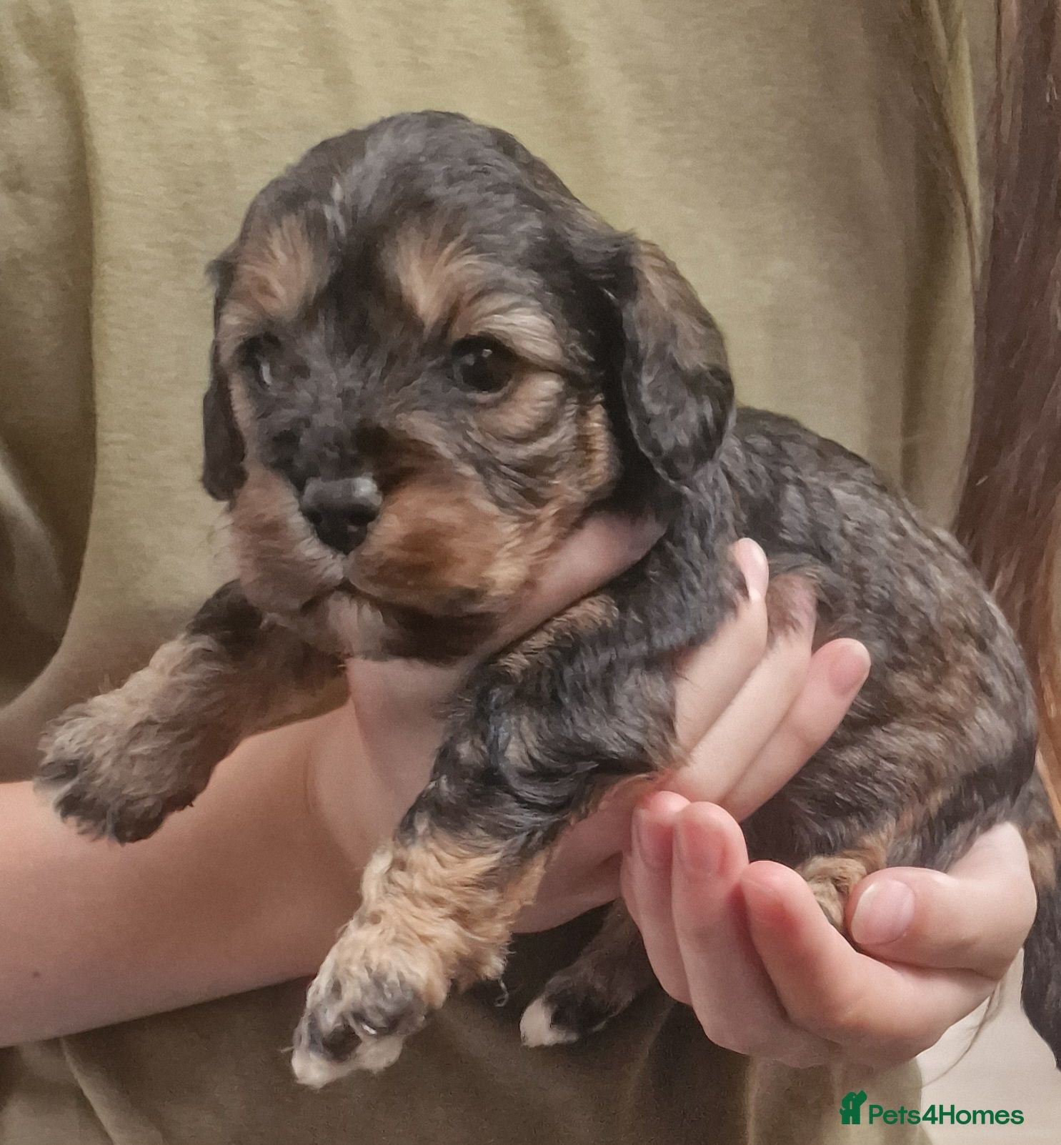 Cavapoo dogs Cavapoos poodle/cavapoos outstanding puppies - Advert 7