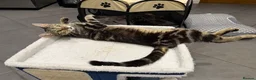 Mixed Breed cats for sale: House cats litter  in Gretna - Advert 1