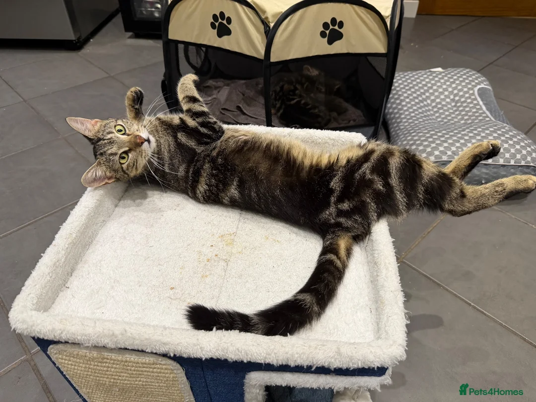 Mixed Breed cats for sale: House cats litter  in Gretna - Advert 1