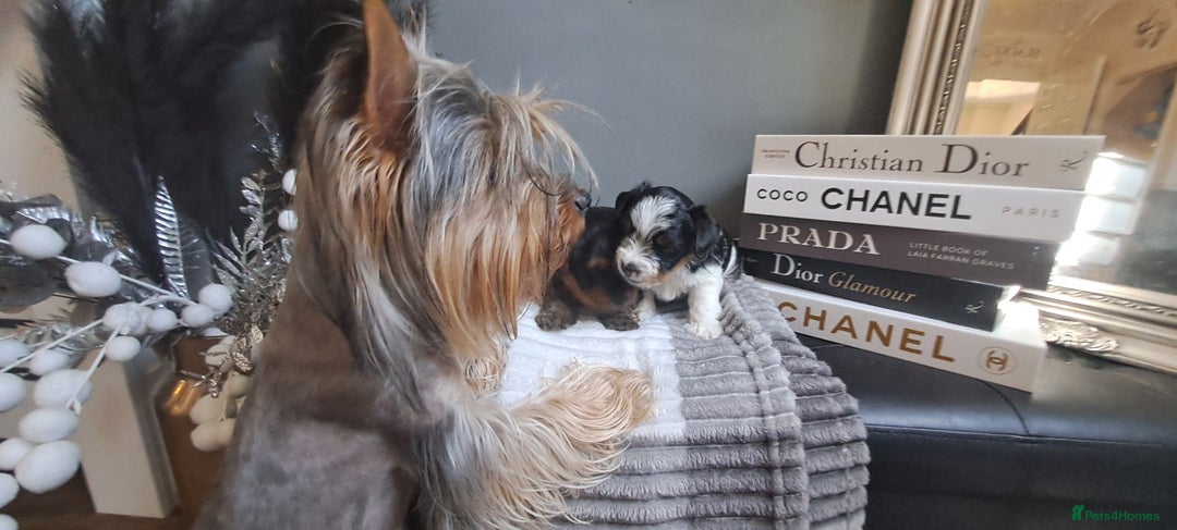 Yorkshire Terrier dogs for sale: Beautiful Biewer Yorkshire pups*LASTBOY Readynow* in Andover - Image 39