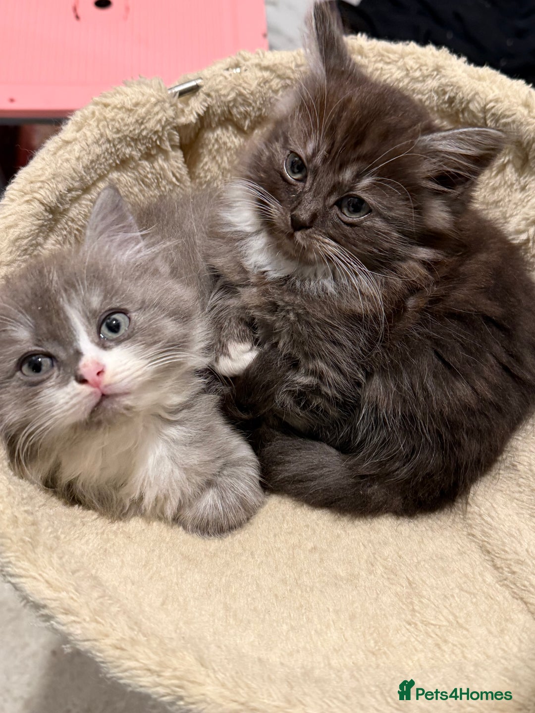 Persian cats for sale: ragdoll x persian kitties  - Advert 9