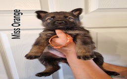 German Shepherd dogs for sale: 12 Czech KC Extensively Health Tested GSDs Puppies - Image 6