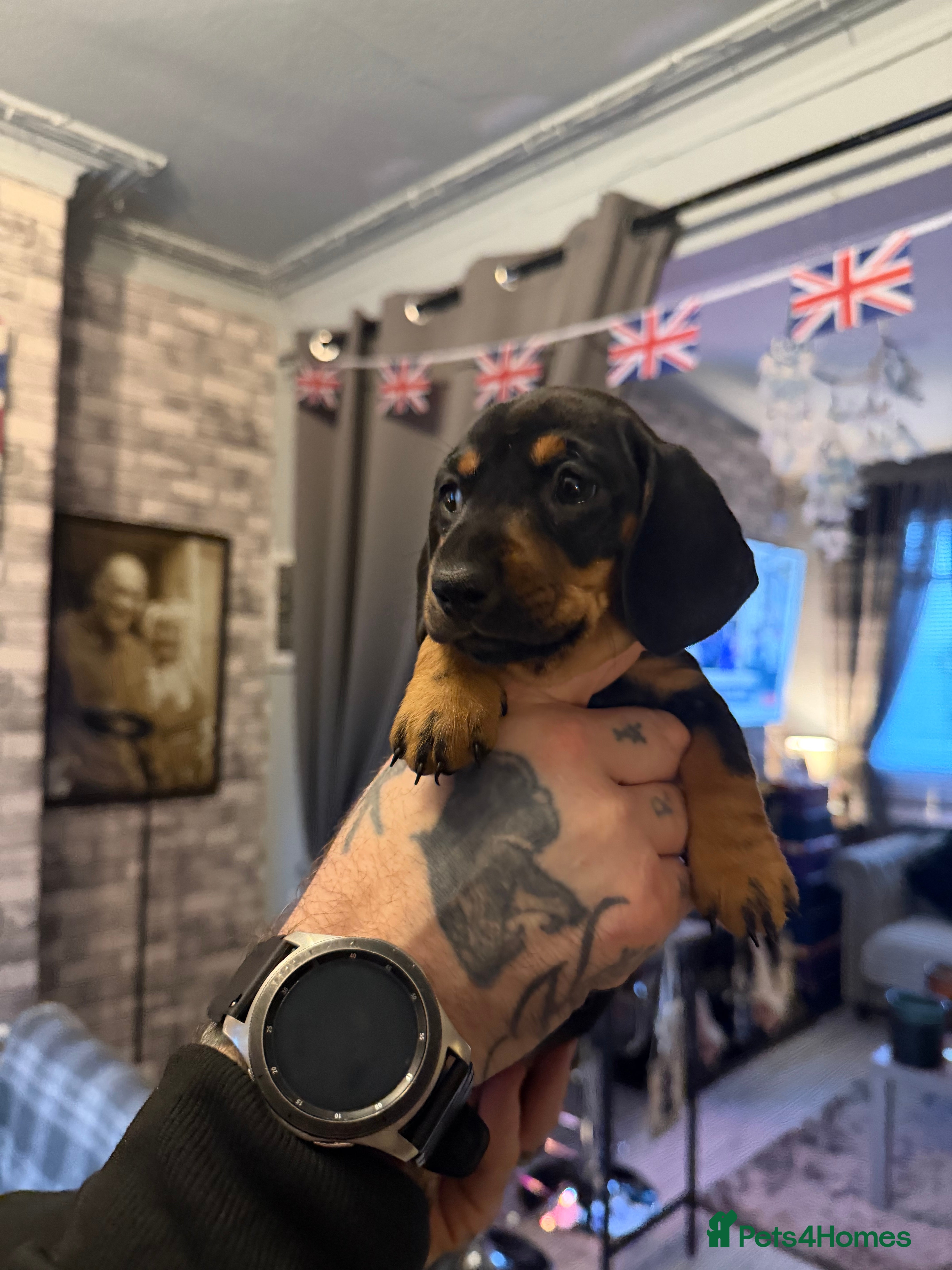 Dachshund dogs ONLY 1 DACHSHUND FEMALE LEFT DOLLY - Advert 6