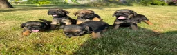 Border Terrier dogs for sale: 🧡 Fantastic KC Border Terriers 🧡 - Advert 1