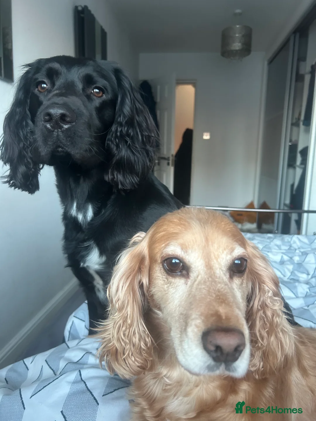 Sprocker dogs for stud: Large sprocker for stud - Advert 5