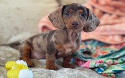 Miniature Dachshund dogs for sale: ❤️🐾💫 Outstanding Miniature Dachshunds 🐾❤️💫 - Image 10