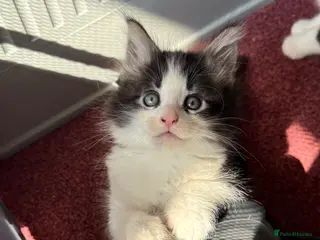 Maine Coon cats 2 Kittens Left 🖤 2 Girls - Advert 4