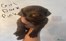 Cocker Spaniel dogs for sale: Cocker Spaniel Puppies - Image 4