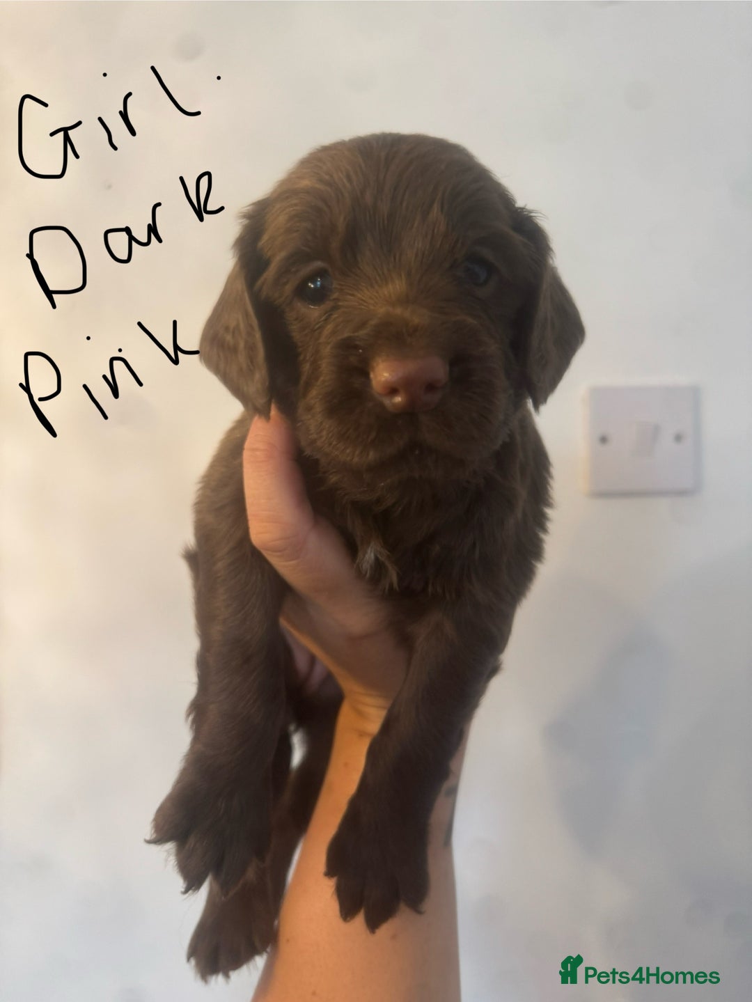 Cocker Spaniel dogs for sale: Cocker Spaniel Puppies - Image 4