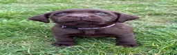 Labrador Retriever dogs for sale: New Arrivals at Westfena 🐾 Labradors  - Advert 6