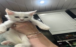 Mixed Breed cats for sale: Mainecoon x kittens  - Image 1