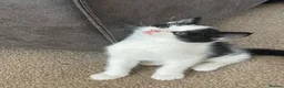 Mixed Breed cats for sale: 2 wonderful little male kittens - Advert 2