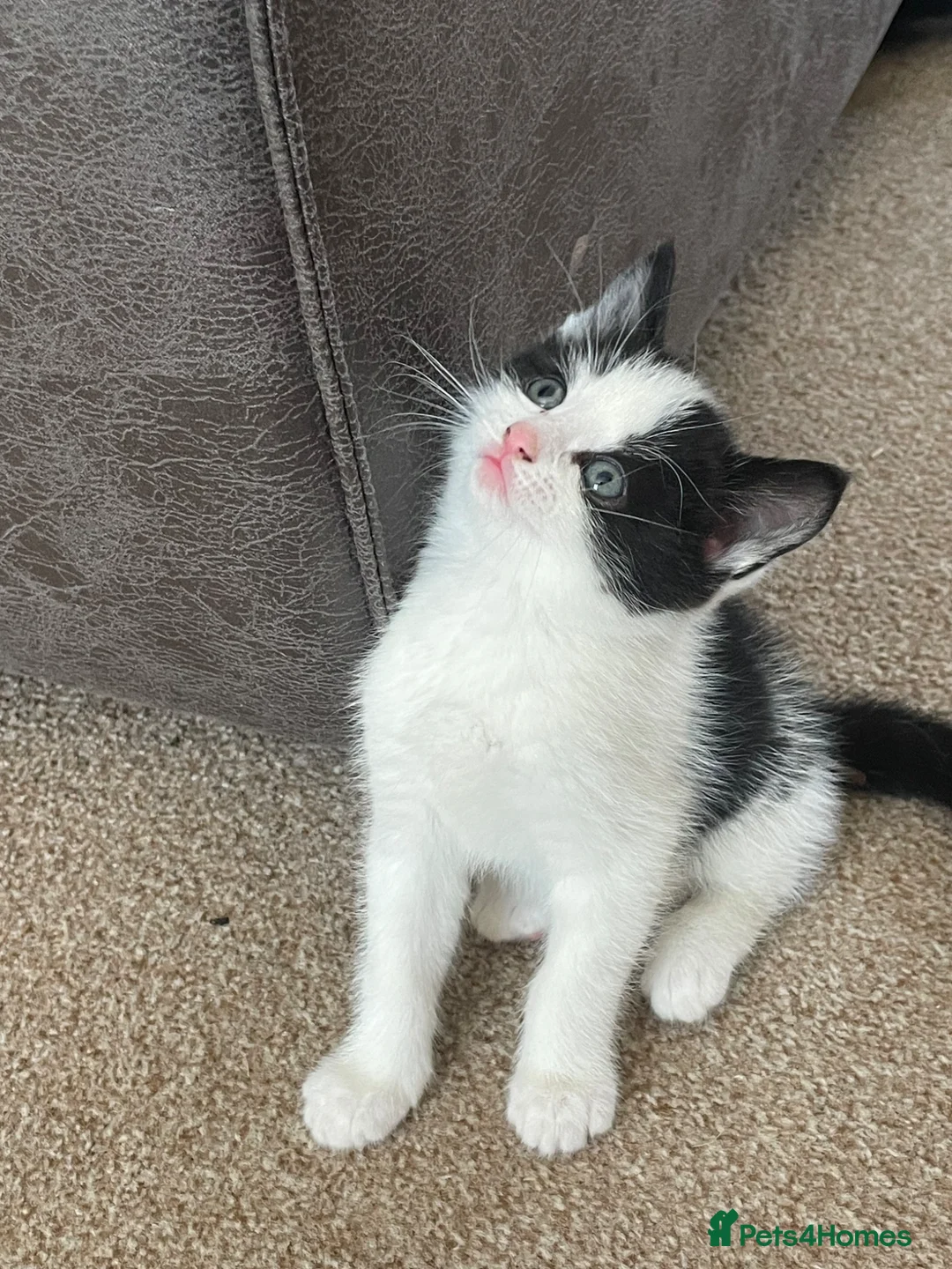 Mixed Breed cats for sale: 2 wonderful little male kittens - Advert 2