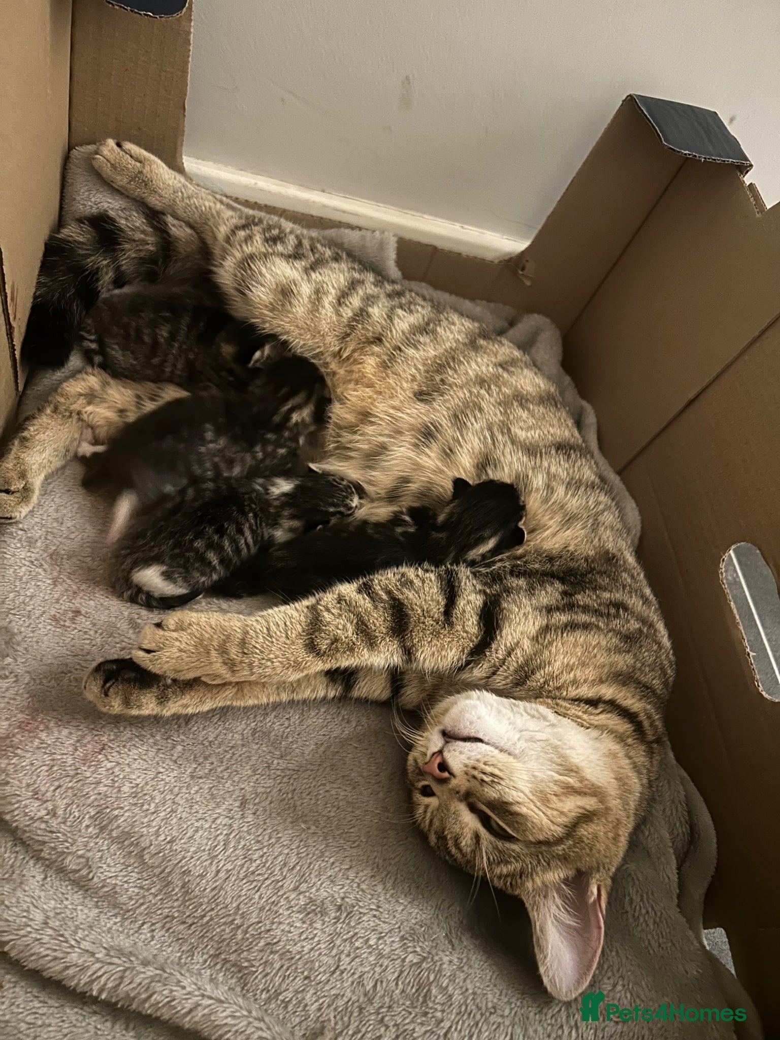 Mixed Breed cats Mixed Bengal Beautiful Kittens  - Advert 21