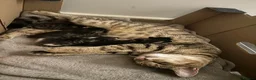 Mixed Breed cats for sale: Mixed Bengal Beautiful Kittens  - Advert 8