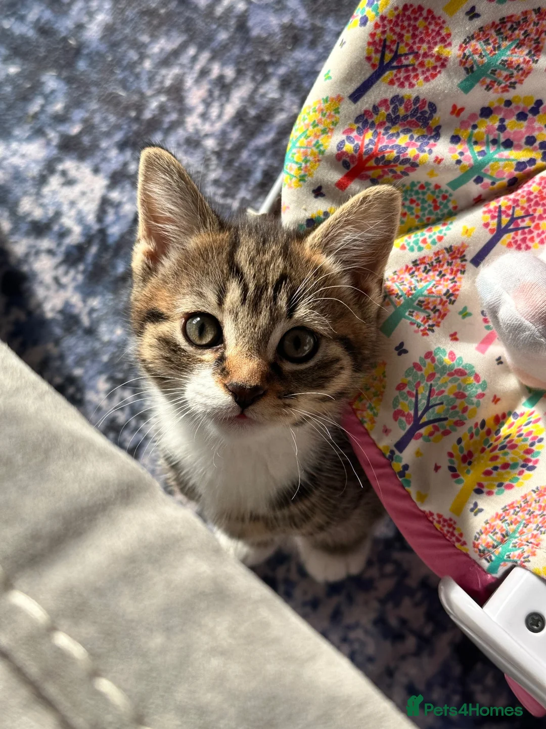 Domestic Shorthair cats for sale: Female tabby kitten ready for new home 05/10/2026 in Berkeley - Advert 2