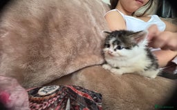 Domestic Shorthair cats for sale: All kittens are SOLD - Image 4