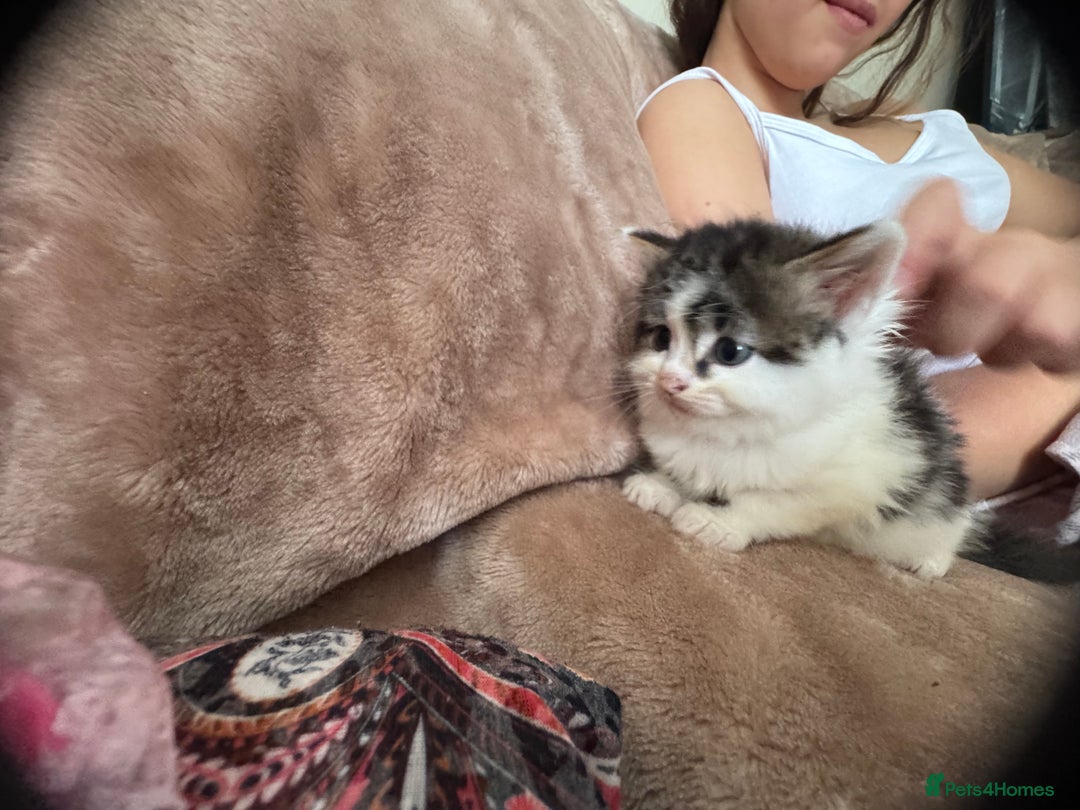 Domestic Shorthair cats for sale: All kittens are SOLD - Image 4