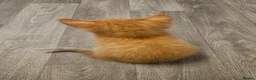 Mixed Breed cats for sale: Black girls,ginger boy❤️ in Barnsley - Advert 9
