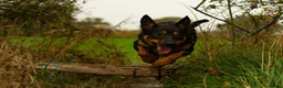 Mixed Breed dogs for sale: Jax Kelpie x Collie in Worcester - Advert 6