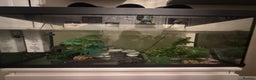 Axolotl reptiles for sale: 2 axolotls for sale along with full set up  - Advert 1
