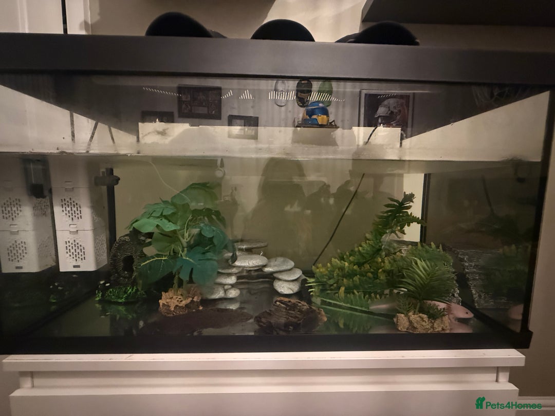 Axolotl reptiles for sale: 2 axolotls for sale along with full set up  - Advert 1