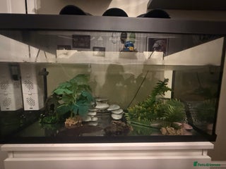 Axolotl reptiles 2 axolotls for sale along with full set up - Advert 2