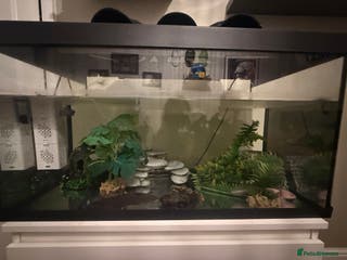 Axolotl reptiles 2 axolotls for sale along with full set up - Advert 5